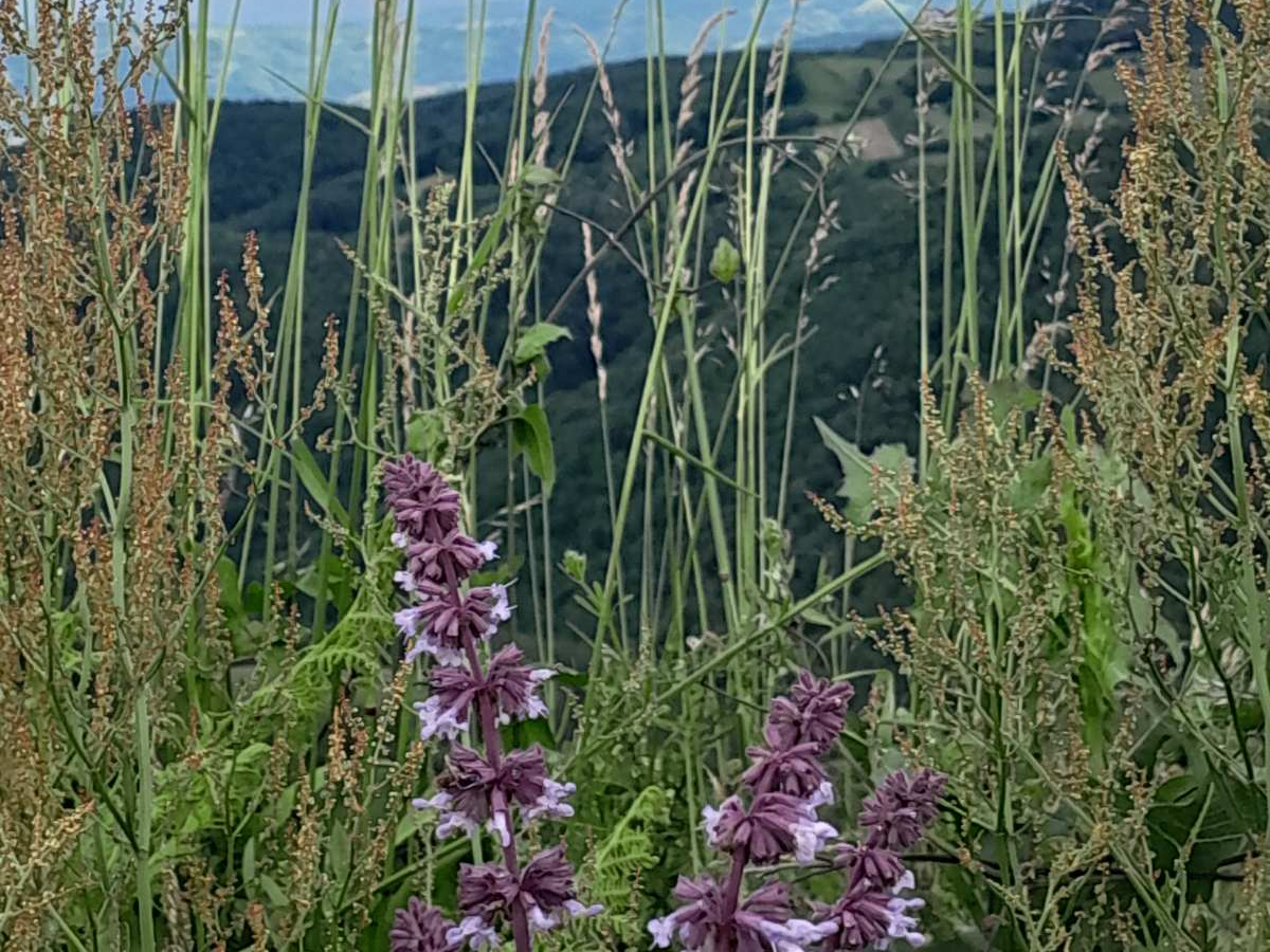 Foto: Ljubica Đukić Pavlović